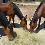 La Canardiere Casta